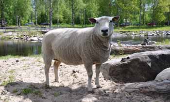 Fåret på Bruket